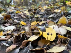 Panaeolus alcis thumbnail 3