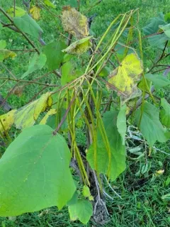Chinese catalpa thumbnail 4