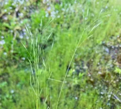 annual hairgrass thumbnail 4