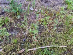 Prairie Burnet thumbnail 4