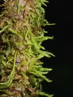 Narrow-leaved Leskea Moss thumbnail 2