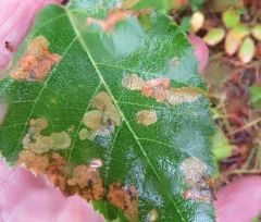 Blackthorn Blister Moth thumbnail 1