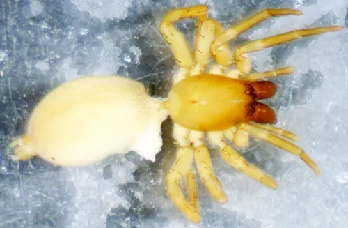 Clubiona opeongo