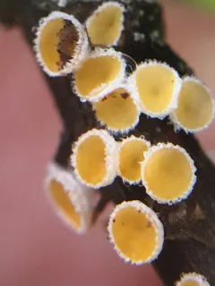 Capitotricha bicolor thumbnail 2