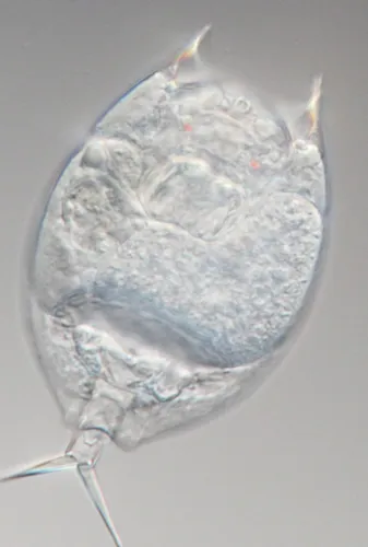 Lepadella patella