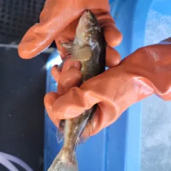 Whitespotted Greenling thumbnail 4