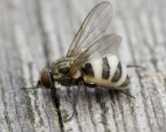 Entomophthora muscae thumbnail 3