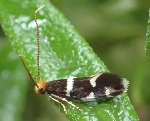 Eudarcia simulatricella