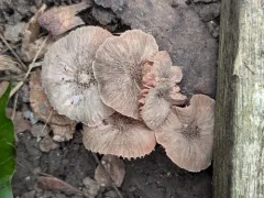 Veined Shield thumbnail 3