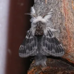 Larch Tolype Moth thumbnail 2