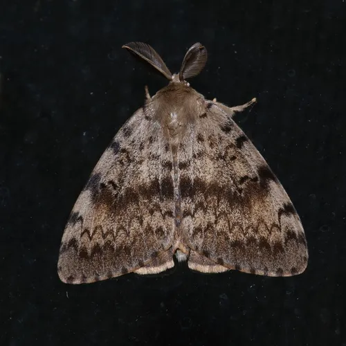 Spongy Moth