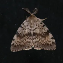 Spongy Moth thumbnail 1