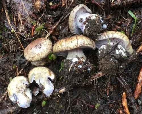Phlegmacium subolivascens
