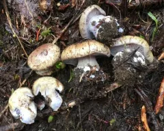 Phlegmacium subolivascens thumbnail 1