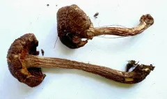 Inocybe pseudoteraturgus thumbnail 2