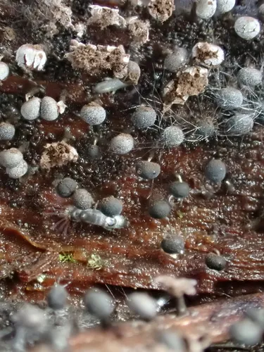 Physarum leucophaeum