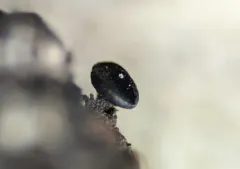 Claussenomyces olivaceus thumbnail 2