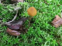 Galerina hybrida thumbnail 3