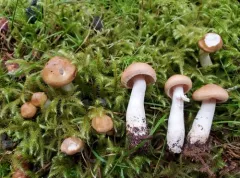 Hygrophorus secretanii thumbnail 4