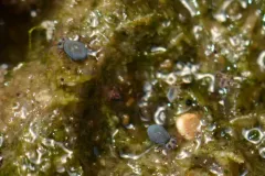 Sminthurides bifidus thumbnail 3