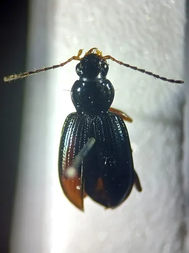 Greenbrier Riverbank Ground Beetle