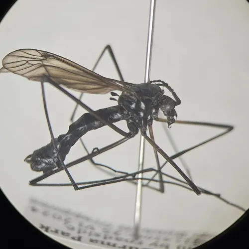 Nephrotoma altissima