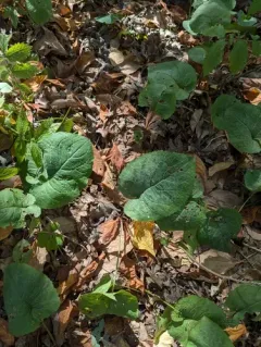 Golovinomyces eurybiarum thumbnail 2