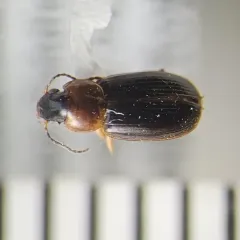 Adjoining Harp Ground Beetle thumbnail 2