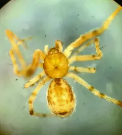 Cryptachaea blattea thumbnail 2