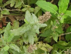 Golovinomyces salviae thumbnail 3