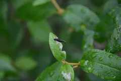 Speckled Casebearer Moth thumbnail 4