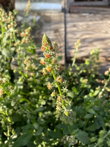 garden mignonette