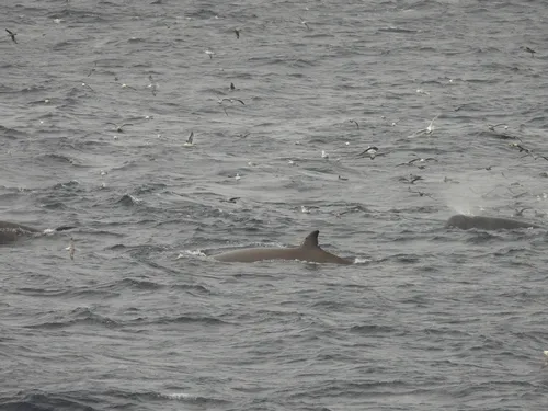 North Atlantic Bottlenose Whale