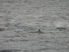 North Atlantic Bottlenose Whale thumbnail 1