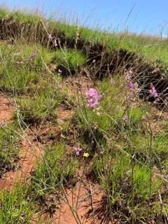 Slender Milkvetch thumbnail 3