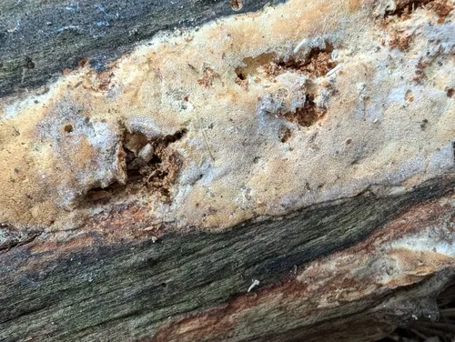 Skeletocutis chrysella