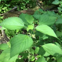 wood nettle thumbnail 4