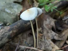 Psathyrella amarescens thumbnail 3