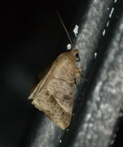 Small Mocis Moth thumbnail 2