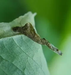 Coleophora cornivorella thumbnail 4