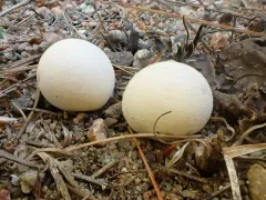 dwarf puffball thumbnail 4