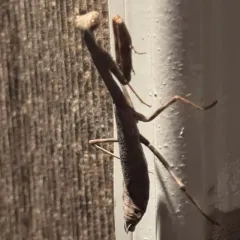 Carolina Mantis thumbnail 1