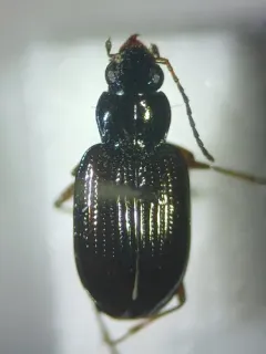 Bembidion nigrum thumbnail 3