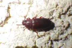 Larger Black Flour Beetle thumbnail 3