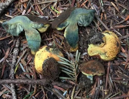 Gastroboletus turbinatus