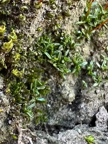 Rigid Screw Moss