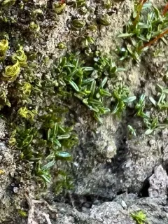 Rigid Screw Moss thumbnail 1