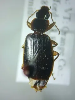 Cymindis platicollis thumbnail 3