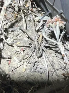 Hogna coloradensis thumbnail 1