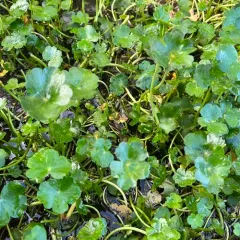 floating marsh pennywort thumbnail 4